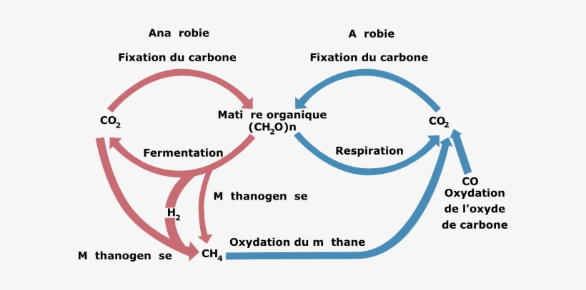 Laurent Cycle Biologic Of Carbon Svg Clip Arts 600, transparent png