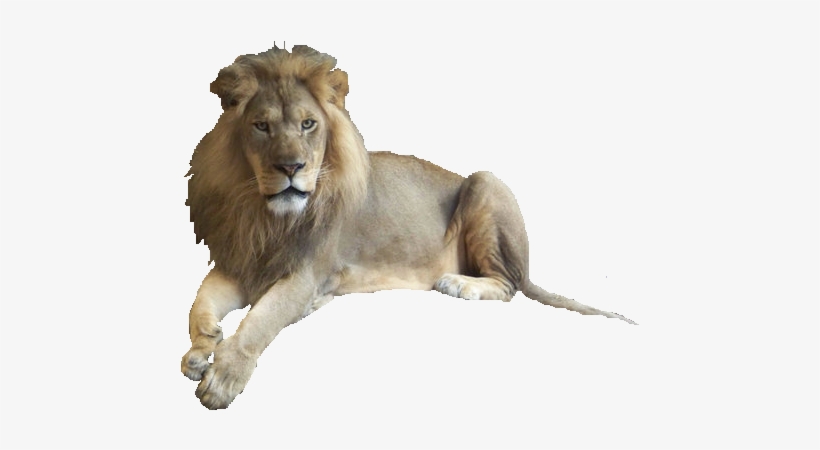 Lion2 Open Photoscape - Photoscape Background Effects Png, transparent png