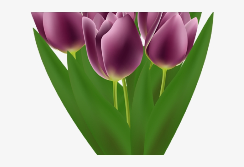 Tulip Clipart Flower Bookey - Tulip, transparent png