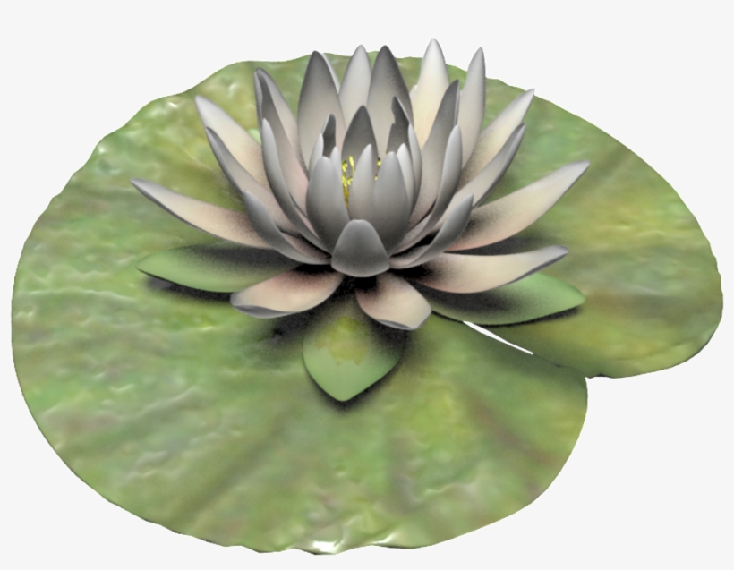 Hand Painted White Lotus Png Transparent - Sacred Lotus, transparent png