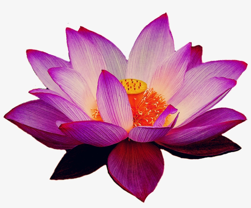 Health, transparent png