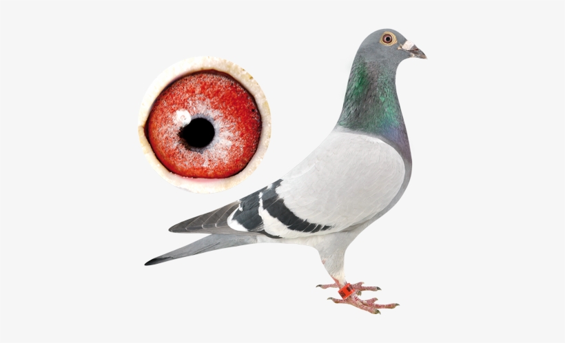 “lightning Bolt” Be12-6326698♂ - Pigeon Van Der Kruk, transparent png