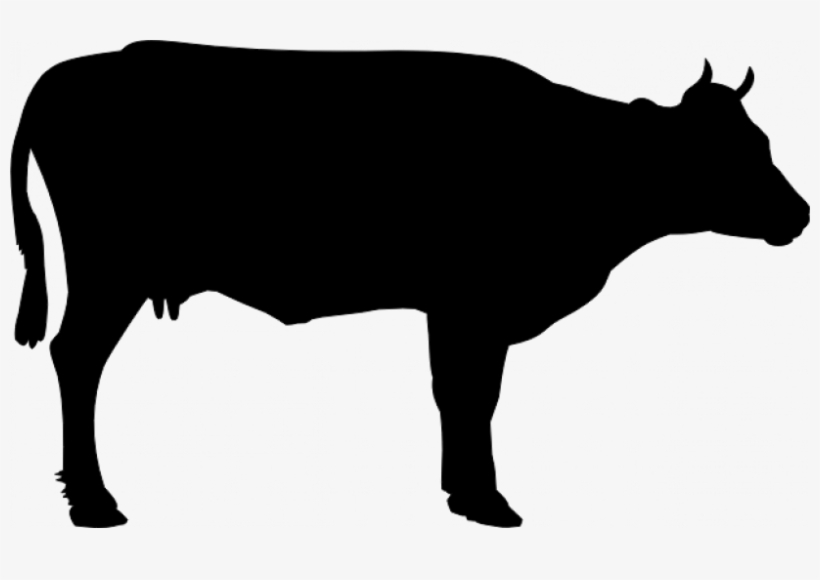 Cattle Vector Silhouette Png Library Stock - Cow Vector, transparent png