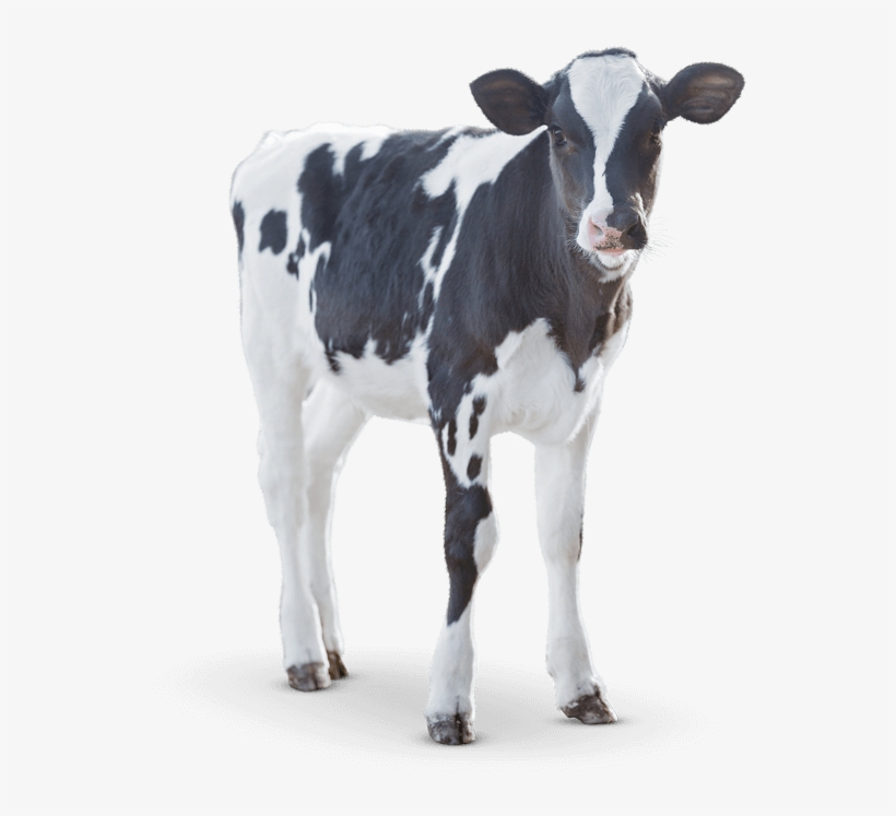 Cow Milk Png Download - Dairy Cow, transparent png