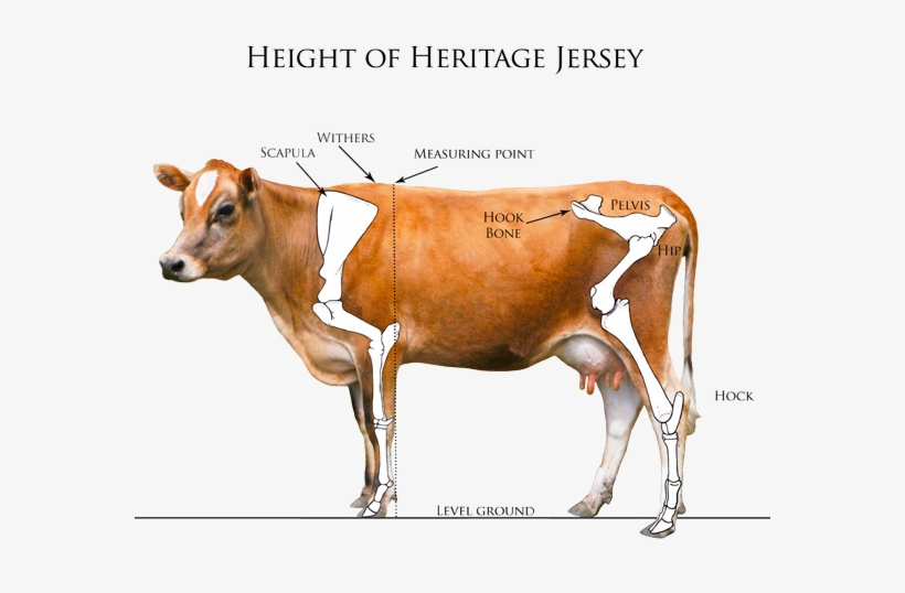 Heritage Jersey Organization Measuring Your - Withers Cow, transparent png