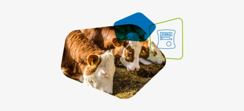 Finishing - Dog Catches Something, transparent png