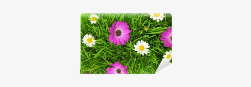 Green Grass And White, Pink Flowers Background Wall - Green, transparent png