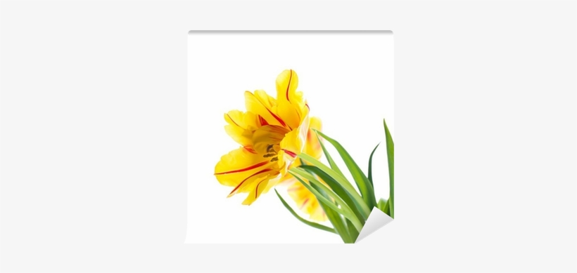 Red Tulips With Green Grass - Green, transparent png