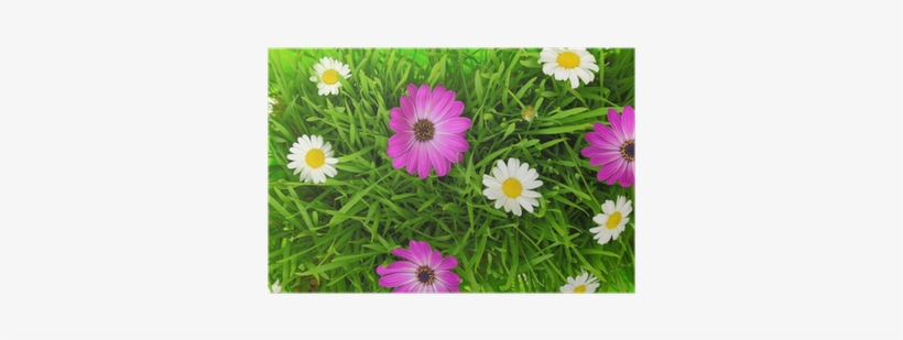 Green Grass And White, Pink Flowers Background Poster - Green, transparent png