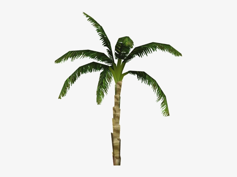 Dwarf Coconut Palm - Babassu, transparent png