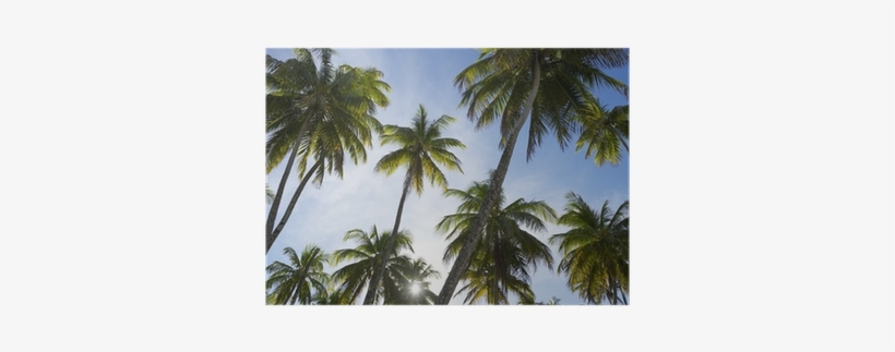 Sun Sets Through Coconut Palm Trees Grove Poster • - Coconut, transparent png