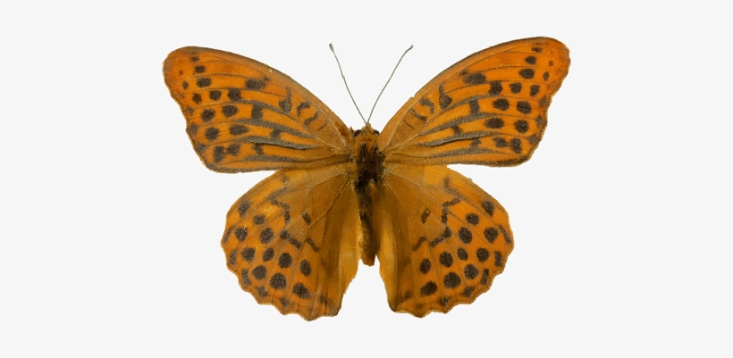 Img 9404ed Cut - Silver-washed Fritillary, transparent png