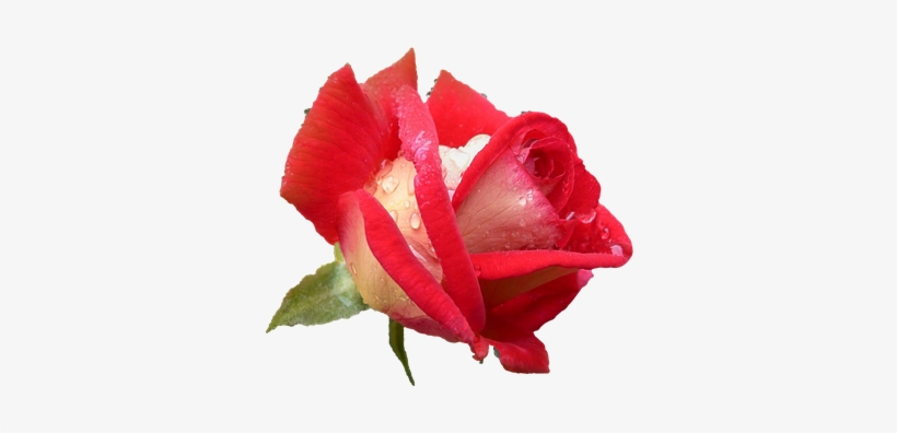 Rose, Rose Flower, Plants, Rose Petals - Τριαντάφυλλο Png, transparent png