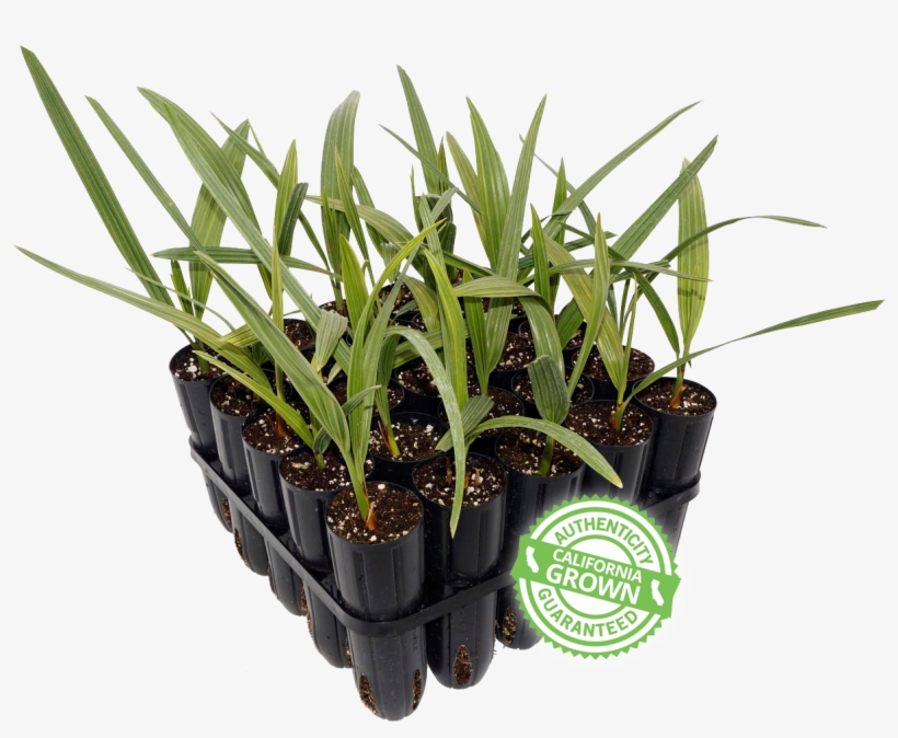 Phoenix Agrotech Date Palm Torpedo - Date Palm, transparent png