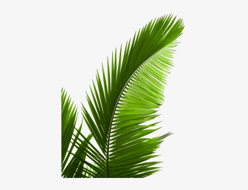 Check Out The Futures That Work 2018 Awards Ceremony - Sabal Minor, transparent png