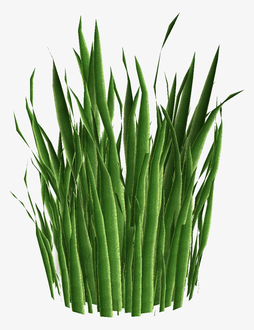 Plants, transparent png