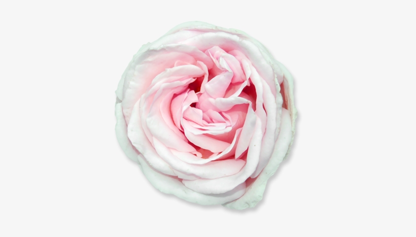Flower 01 - Flower, transparent png