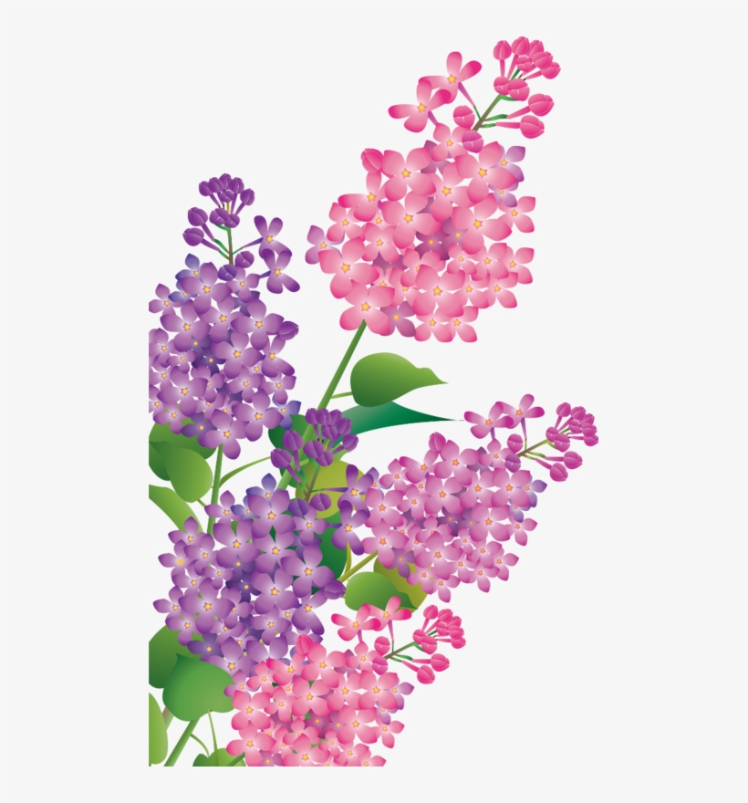 Explore These Ideas And More - Lilac, transparent png