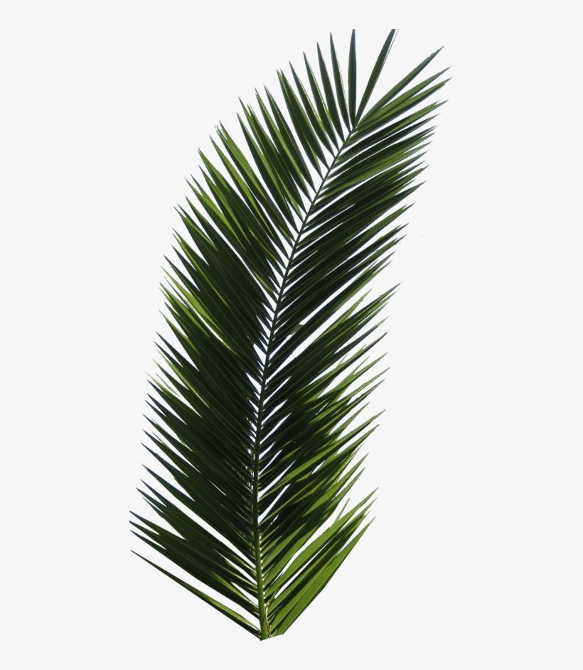 Free Png Palm Tree Png Images Transparent - Palm Tree Leaf Png, transparent png
