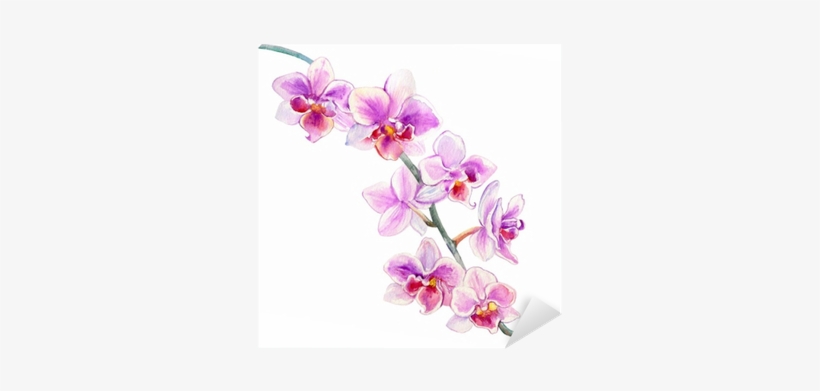Orchid Flowers Watercolor Hand Drawn Botanical Illustration - Orchidea Disegnata, transparent png