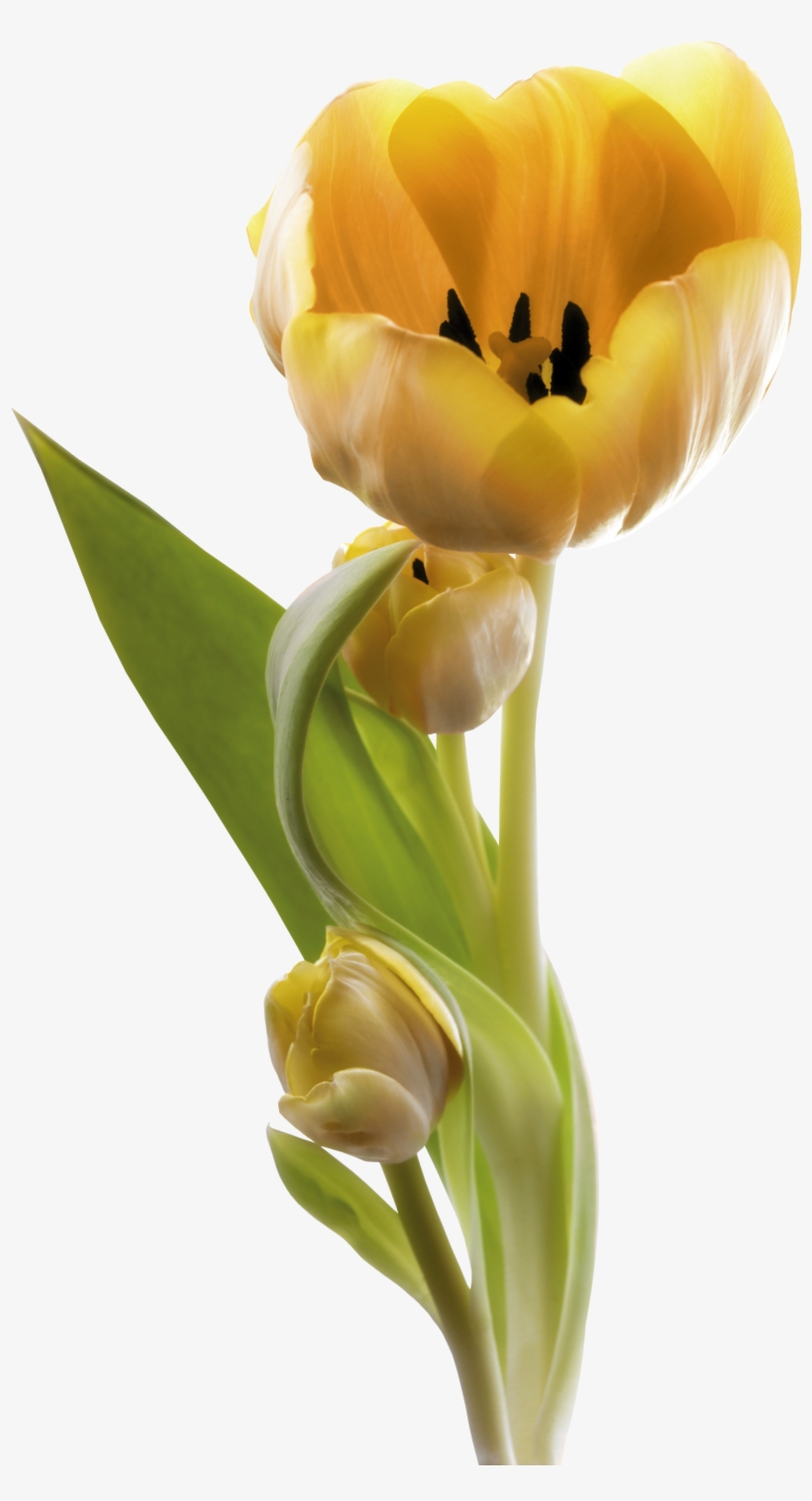0 130c91 3e4bb274 Orig - Tulip, transparent png
