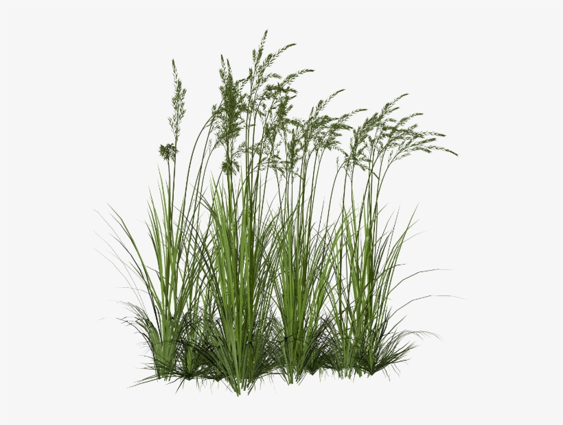 Joli Tube - Wetland Plants Png, transparent png