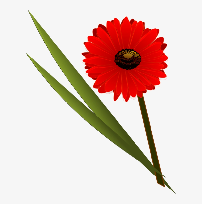 Flower Bouquet Floral Design Transvaal Daisy - Flower, transparent png