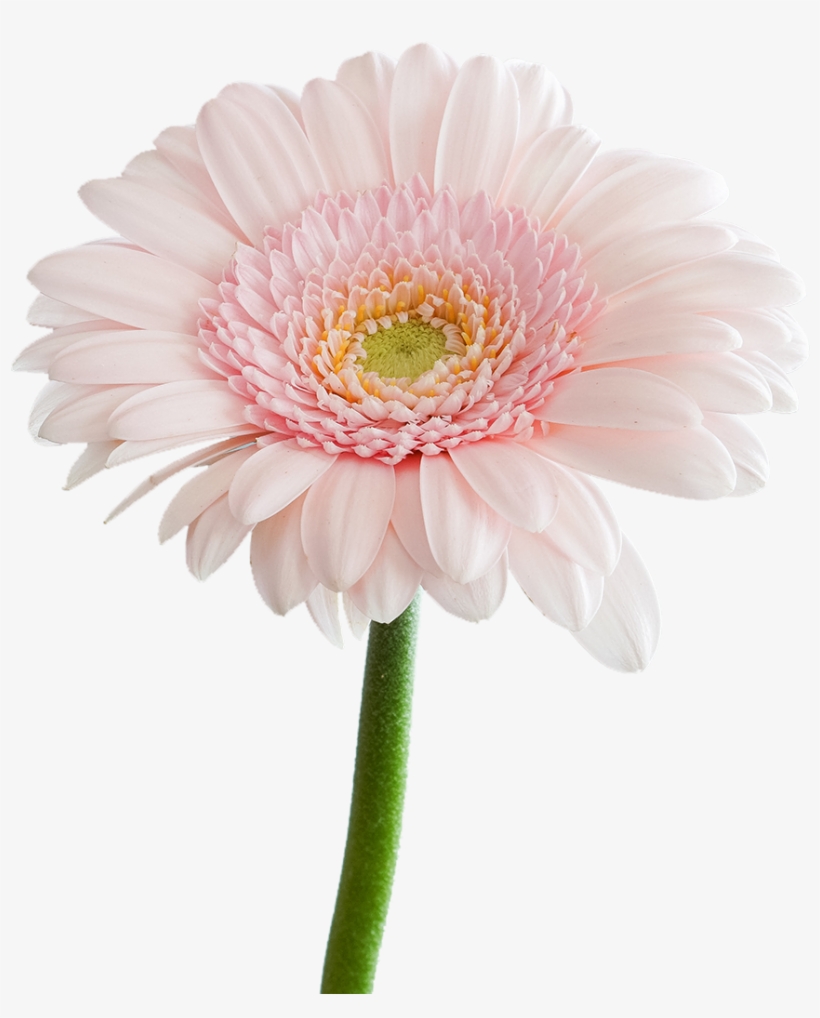Welcome, transparent png