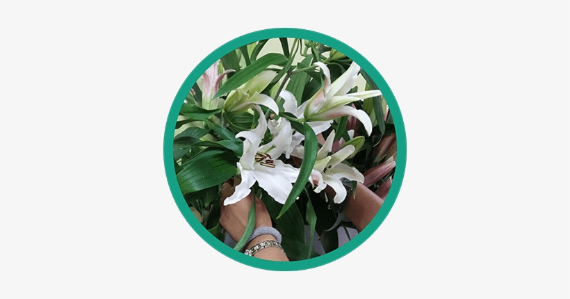 Flower At Home Page - Flower, transparent png