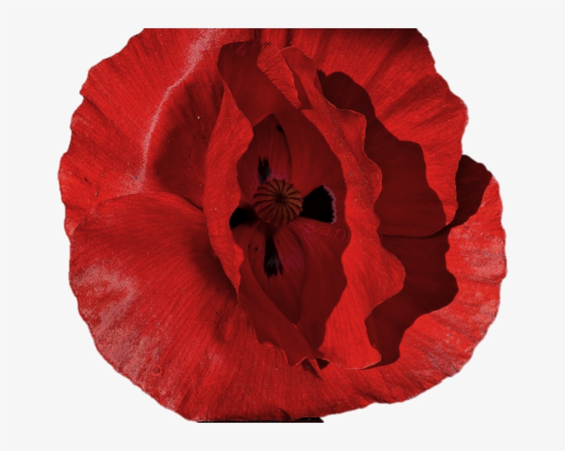 Warm Welcome - Oriental Poppy, transparent png