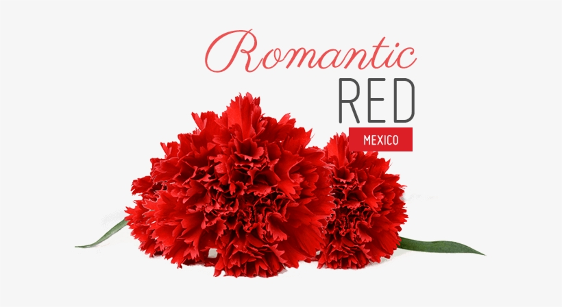 Chiavari Chairs Dressed In Bold Red And White Damasks - Carnation, transparent png