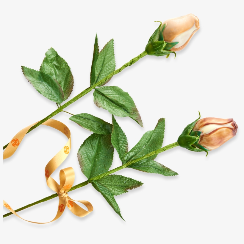 Evergreen Rose, transparent png