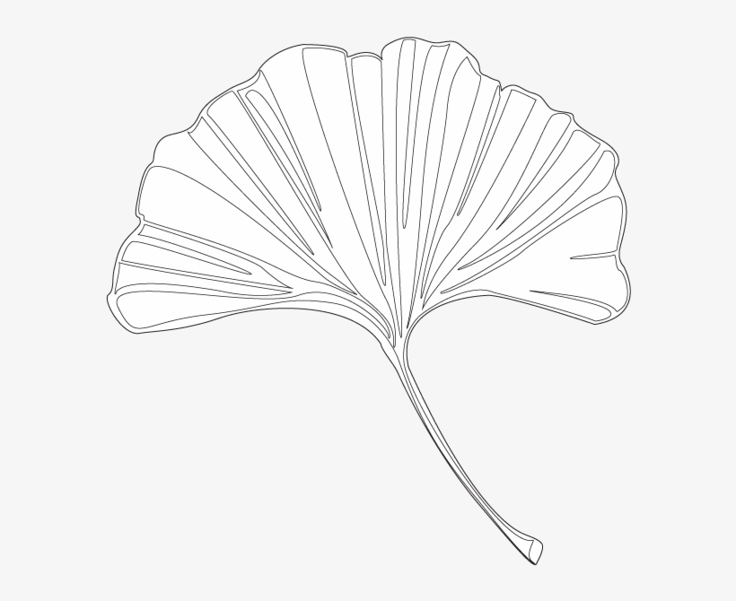 Ginkgo - Maidenhair Tree, transparent png
