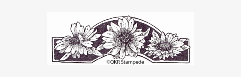 African Daisy, transparent png