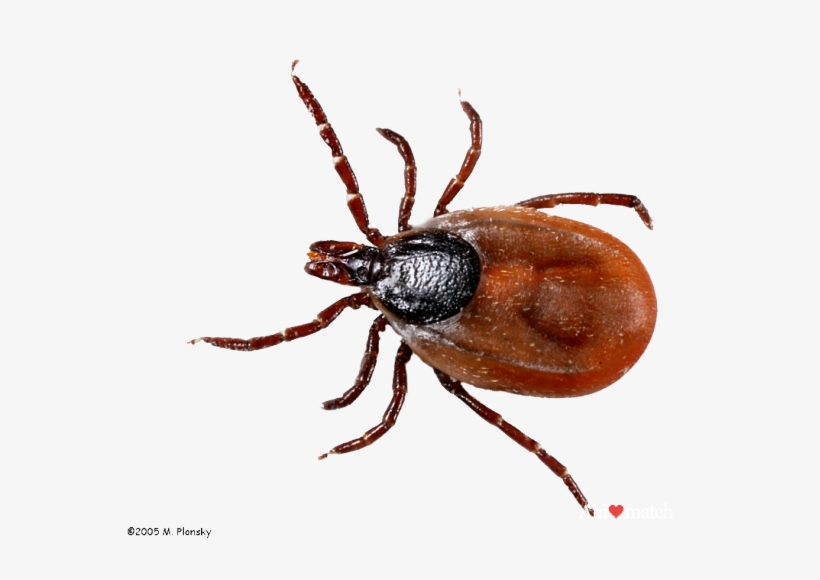 Ixodes Scapularis Female Tick, transparent png