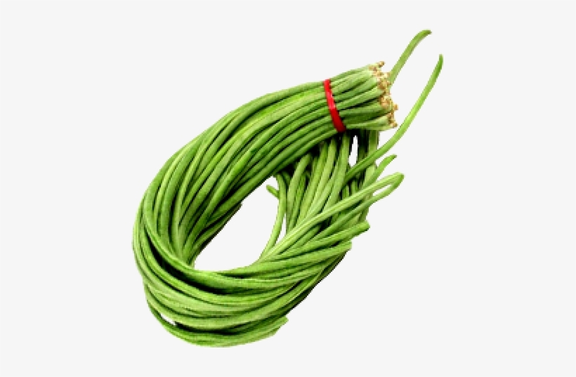 4long Beans-500x515 - Premium Seeds-50 Seeds Longyard Bean & 50 Seeds, transparent png