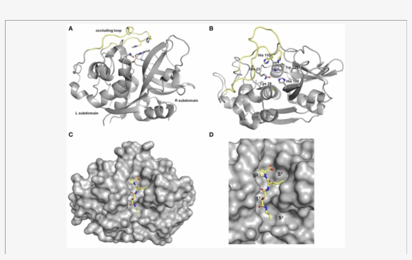 Crystal Structures Of Human Cathepsin B - Crystal Structure, transparent png