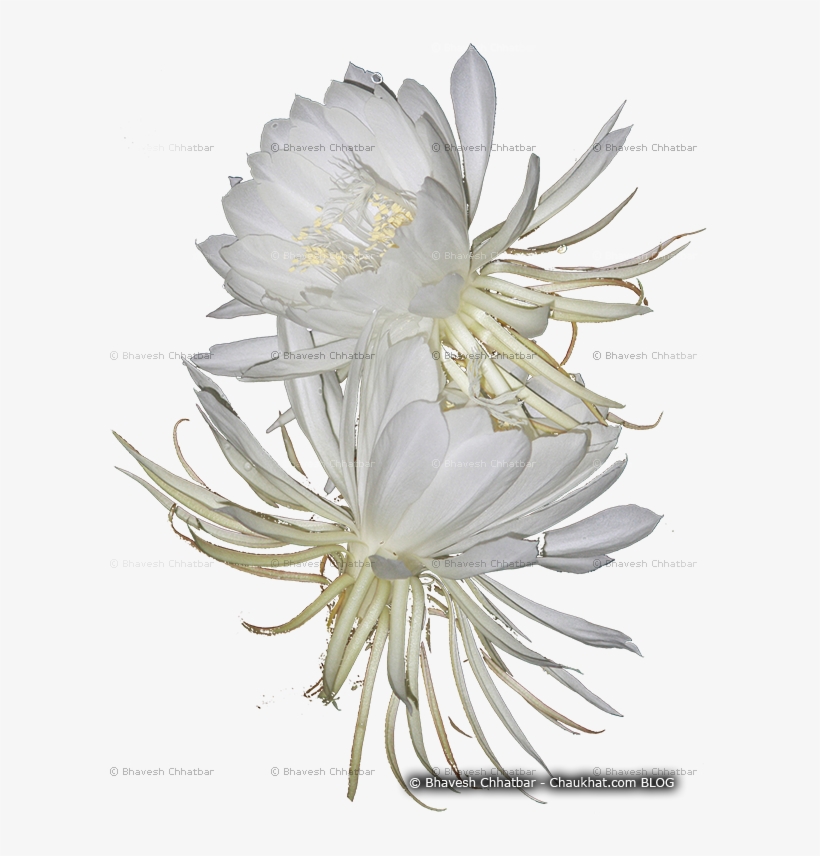 Weed Flower Mistakenly Recognized As Brahmakamal - Daisy Family, transparent png