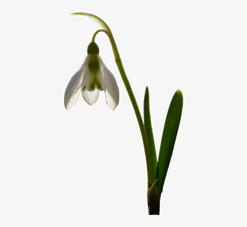 Brahma Kamal - Saussurea Obvallata, transparent png