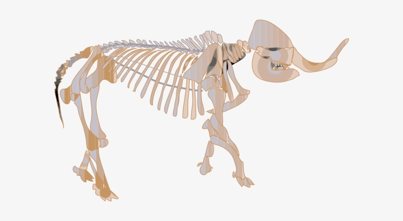 Clip Arts Related To - Fossil Clip Art, transparent png