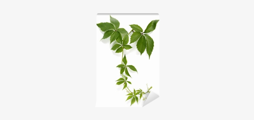 Adobe Photoshop, transparent png