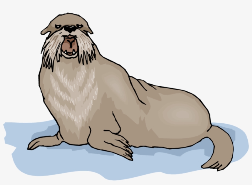 Free Png Walrus Background Png Png Images Transparent - Illustration, transparent png