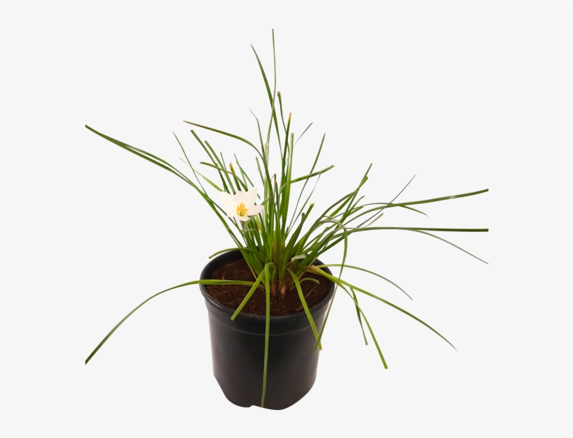 Zephyranthes, Rain Lily - Plante Artificielle Chlorophytum, transparent png