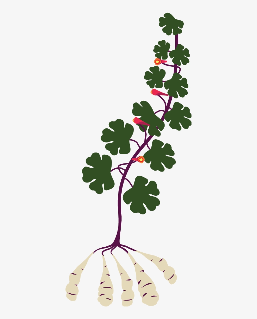 Mashua - Tropaeolum Tuberosum Mashua, transparent png