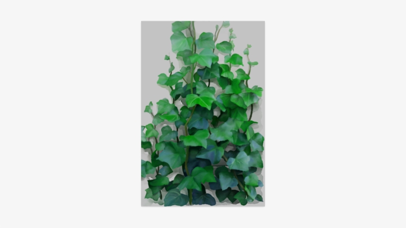 Vines, Climbing Plant Poster - Creeper Plants And Paintings, transparent png