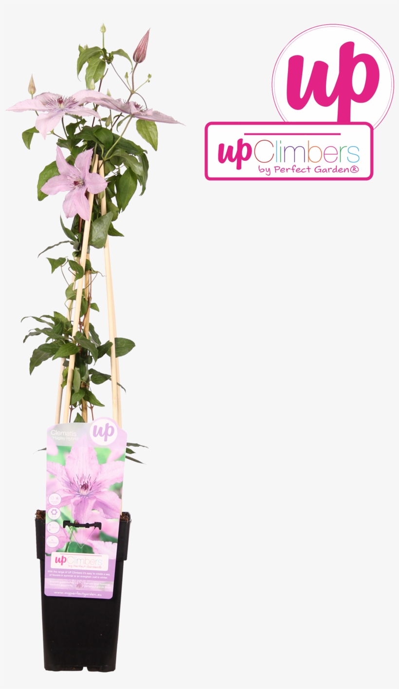 1 - Bougainvillea, transparent png