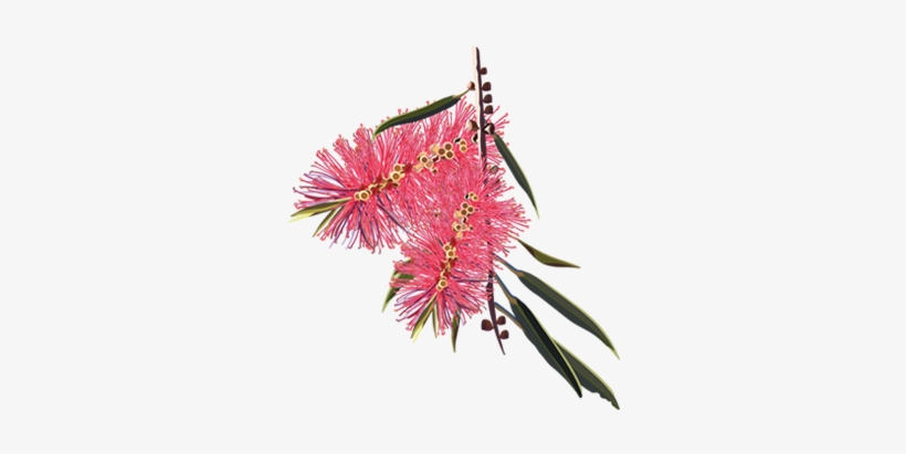 Membership - Bottle Brush Flower Drawing, transparent png