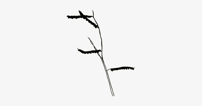 R - Twig, transparent png