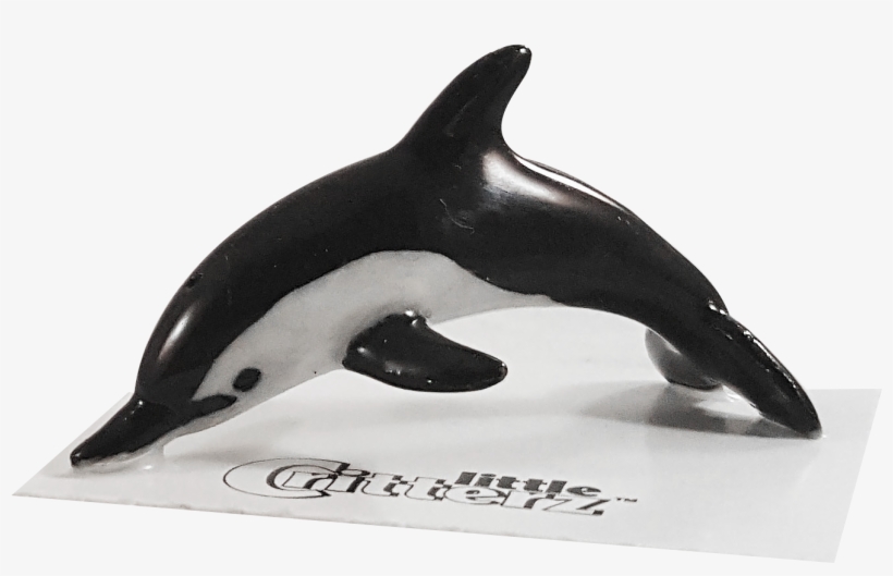 Bullet Common Dolphin Png Dolphin Bullet - Rough-toothed Dolphin, transparent png