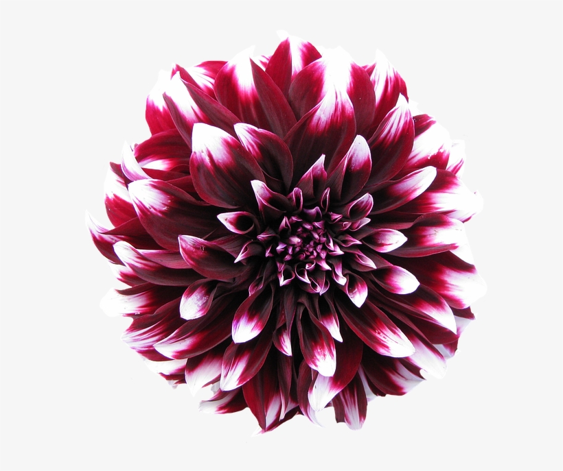 Dahlia Transpa Background - Comprar Batatas De Dalias, transparent png